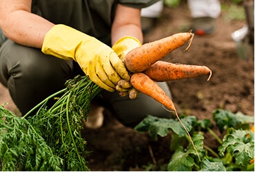 Going An Extra Mile For Organic  With Biodynamic Farming